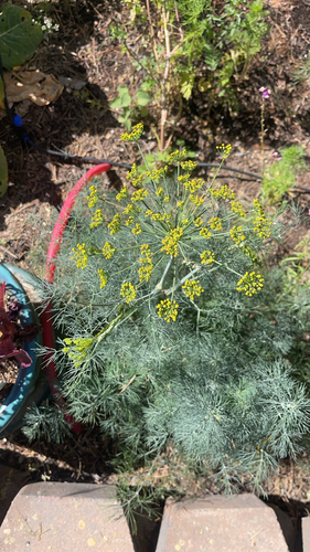 Dill Gigante de Horta