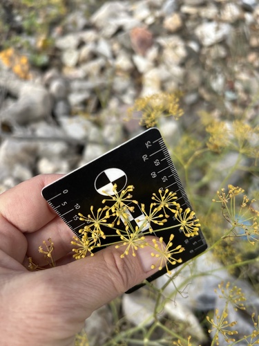 Dill Gigante de Horta