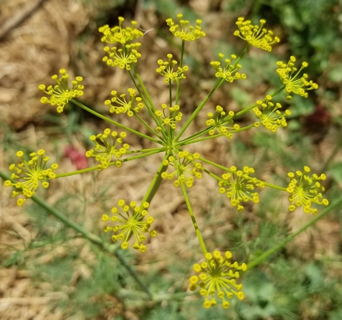 Dill Gigante de Horta