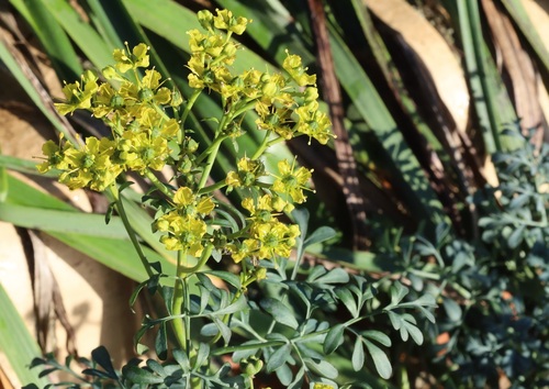 Arruda de Horta Espanta-mau-olhado