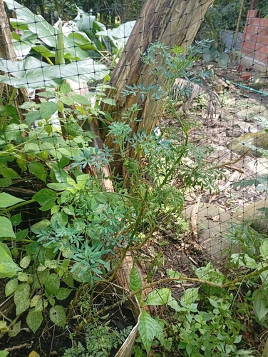 Arruda de Horta Espanta-mau-olhado