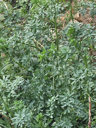 Arruda de Horta Espanta-mau-olhado