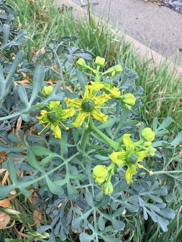 Arruda de Horta Espanta-mau-olhado