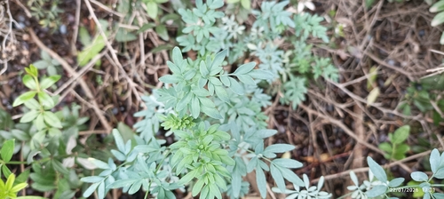 Arruda de Flor Franjada