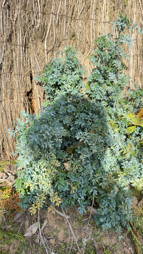 Arruda de Flor Franjada