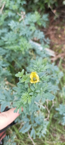 Arruda de Flor Franjada