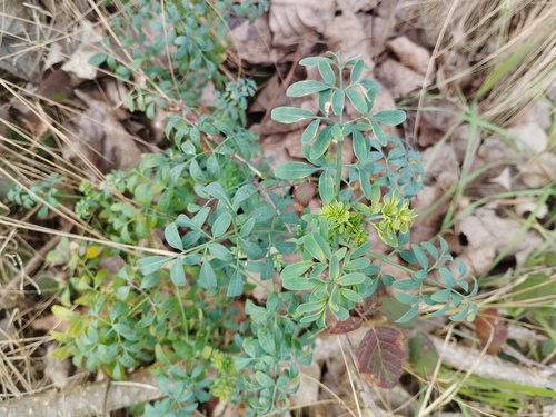 Arruda de Flor Franjada