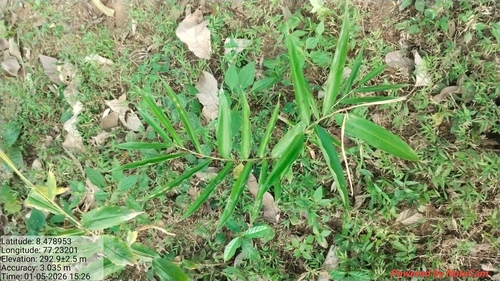 Gengibre Comum de Horta