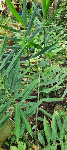 Gengibre Comum de Horta