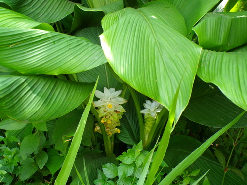 Cúrcuma Açafrão-da-terra