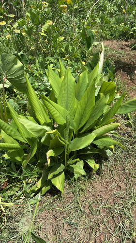Cúrcuma Açafrão-da-terra