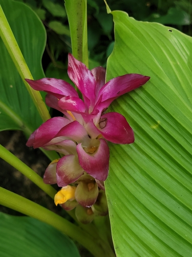 Cúrcuma Açafrão-da-terra