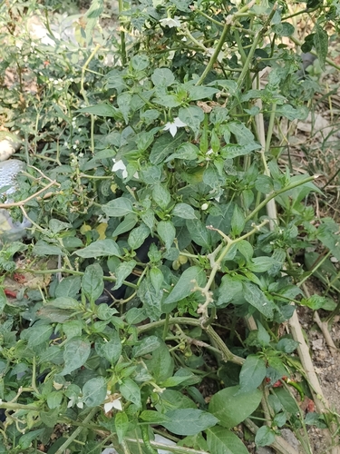 Pimenta Malagueta Tradicional
