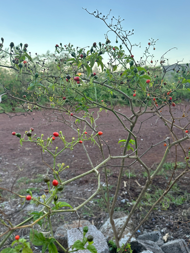 Pimenta Malagueta Tradicional