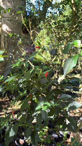 Pimenta Malagueta Tradicional