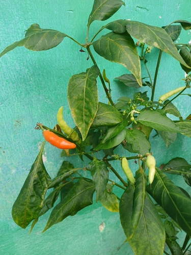 Pimenta Malagueta Tradicional