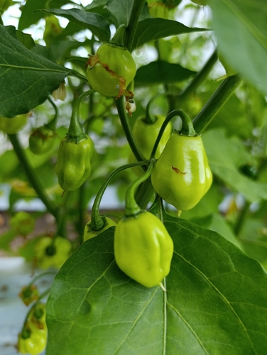 Pimenta Habanero Muito Picante