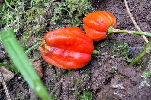 Pimenta Habanero Muito Picante