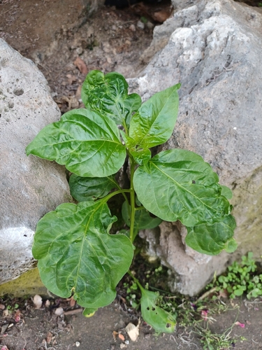 Pimenta Habanero Muito Picante