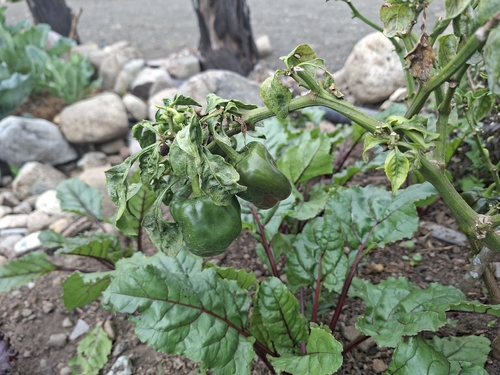 Pimenta Rocoto de Semente Preta