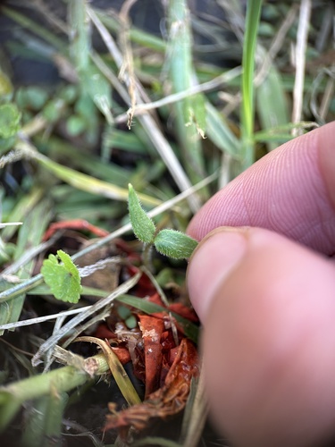 Pimenta Rocoto de Semente Preta