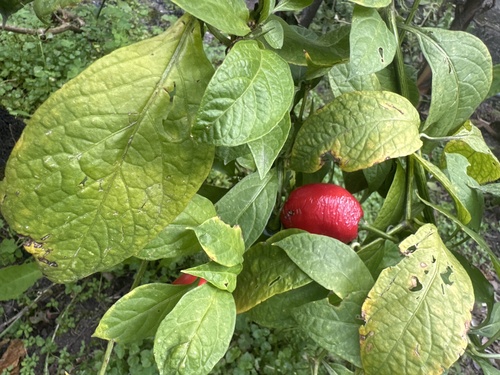 Pimenta Rocoto de Semente Preta