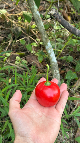 Pimenta Rocoto de Semente Preta