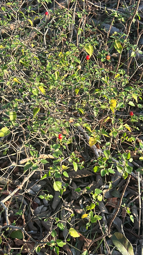 Pimentão Amarelo de Horta