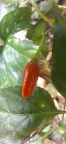 Pimentão Amarelo de Horta