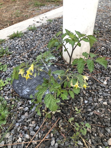 Tomate Italiano Cereja Doce