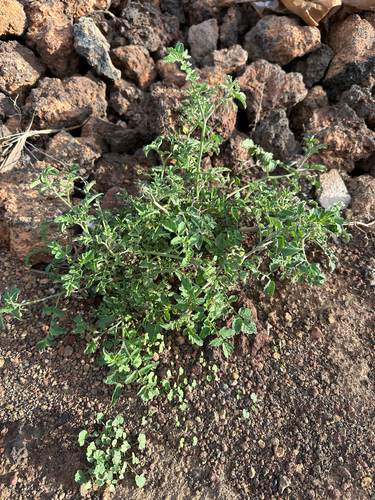 Tomate Italiano Cereja Doce