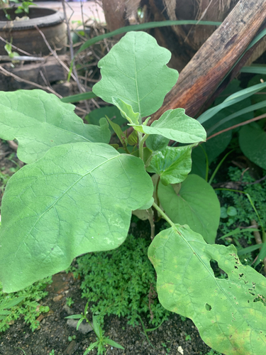 Berinjela Roxa Comum
