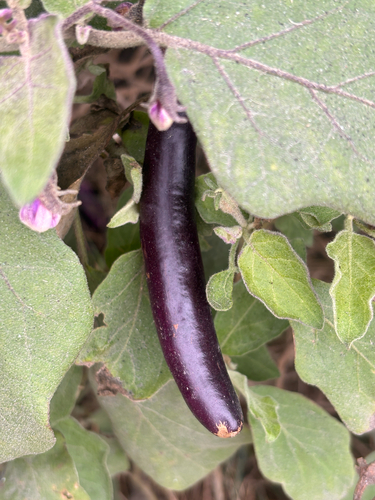 Berinjela Roxa Comum