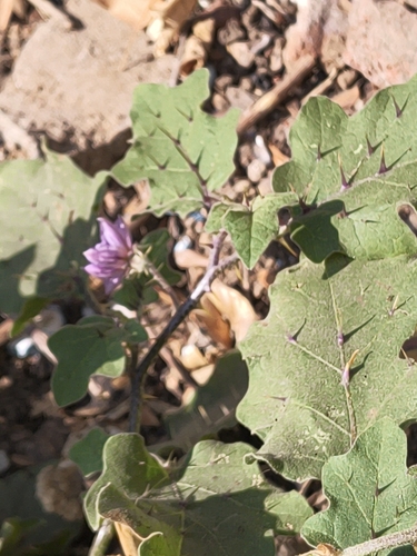 Berinjela Roxa Comum