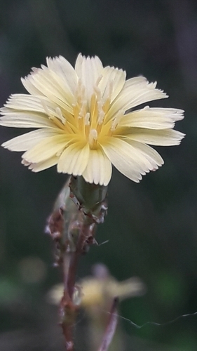 Alface Crespa Roxa
