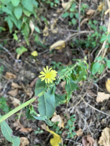Alface Crespa Roxa