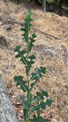 Alface Crespa Roxa