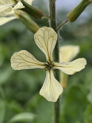Rúcula Cultivada de Folha Larga