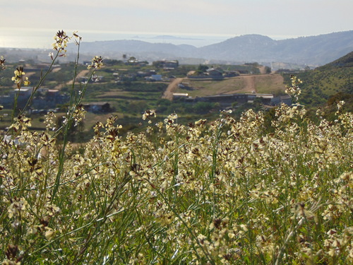 Rúcula Gigante