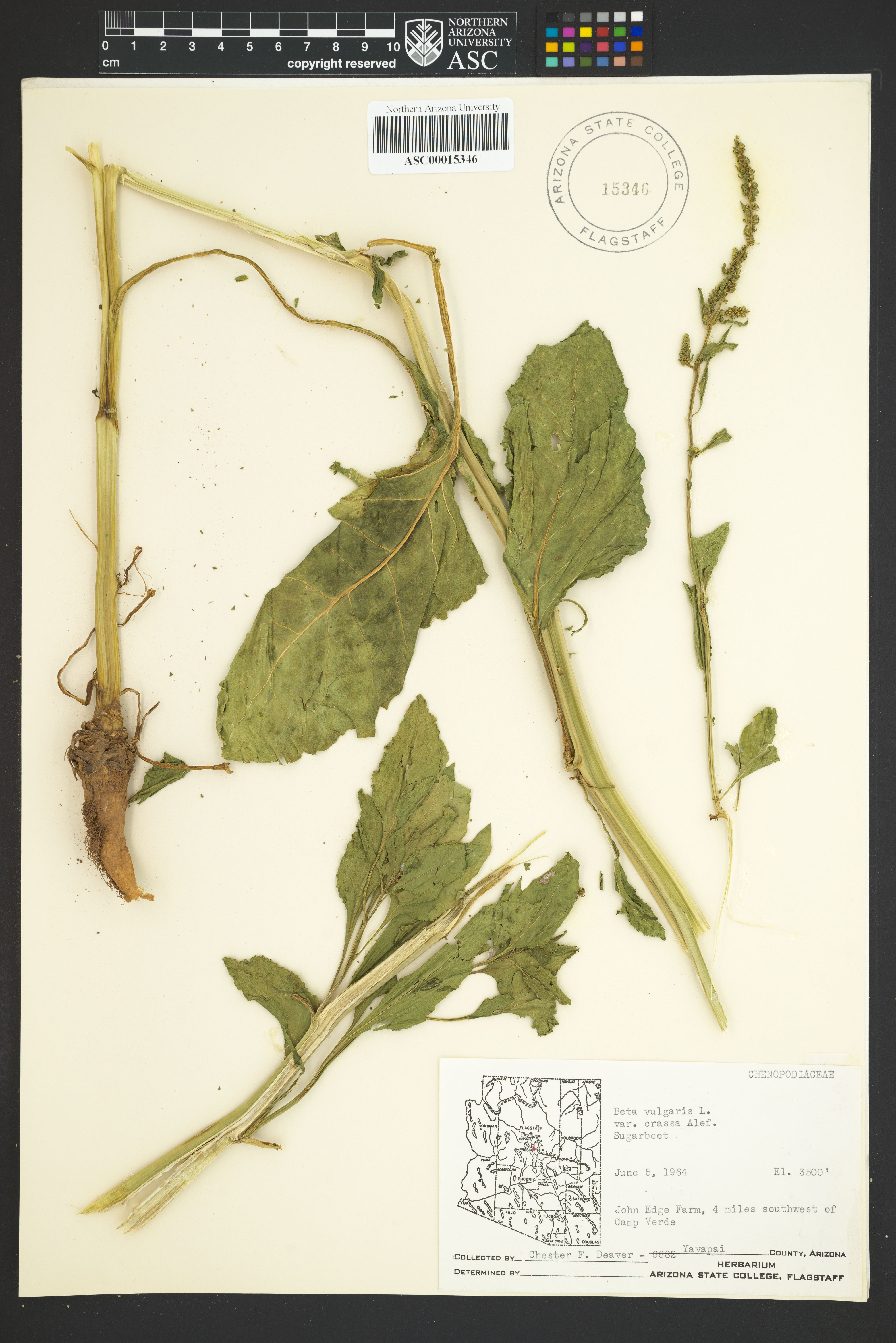 Beterraba Roxa Doce