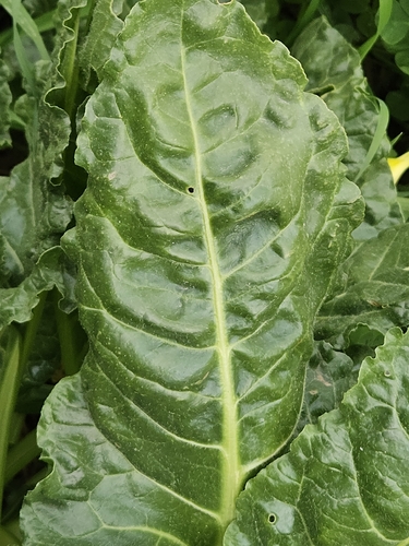 Acelga Verde de Talo Branco