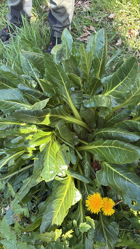 Acelga Verde de Talo Branco
