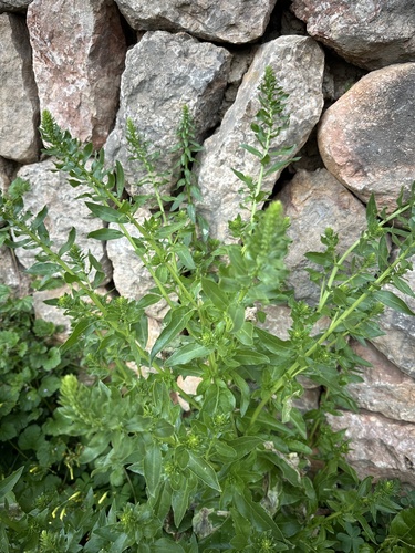 Acelga Verde de Talo Branco