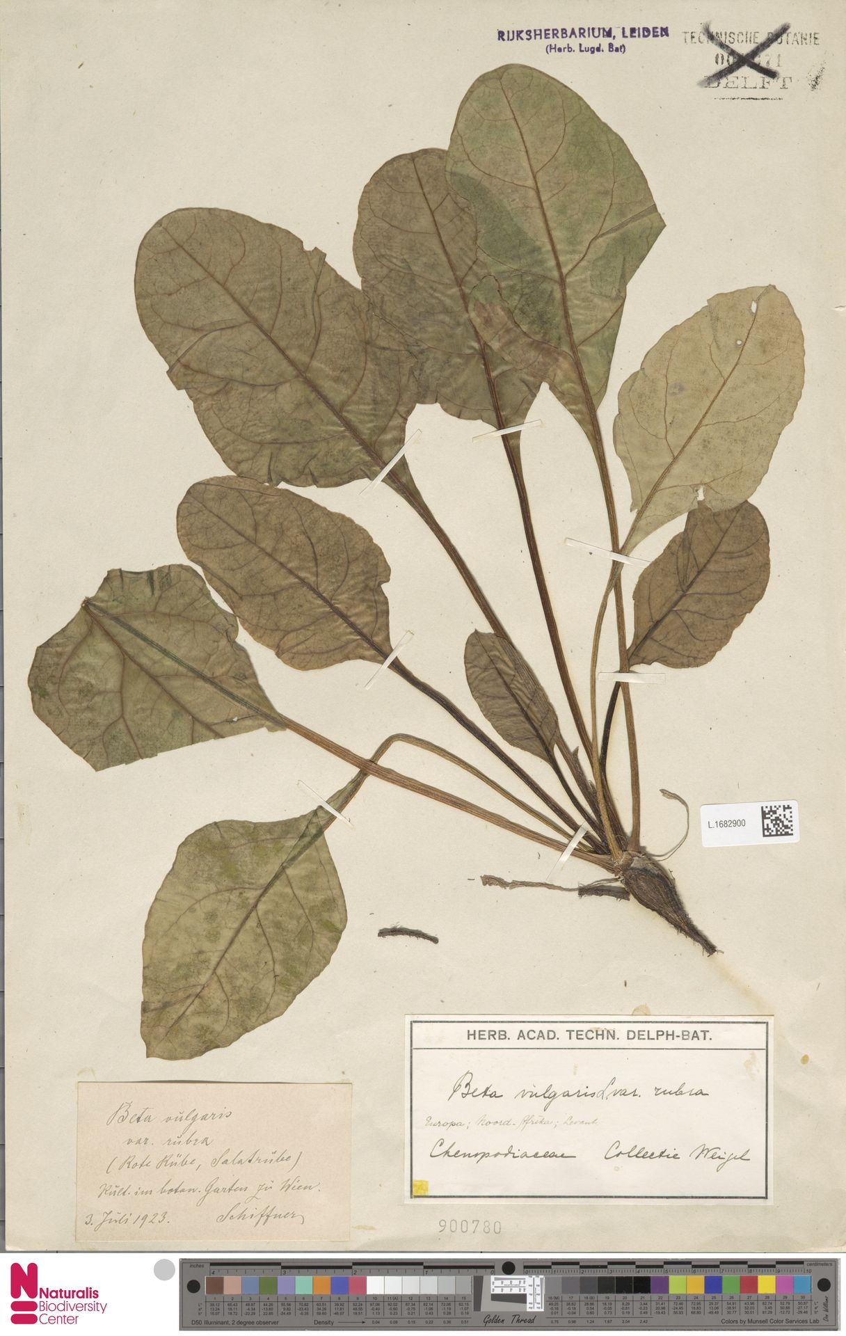 Acelga Roxa