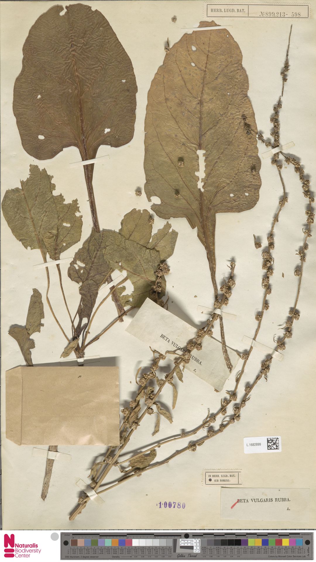 Acelga Roxa