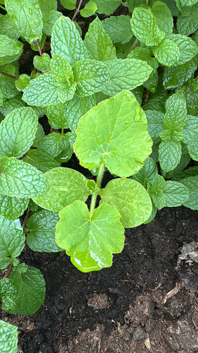 Pepino Caipira de Saladas