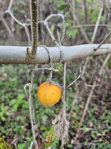 Melaço Doce de Horta