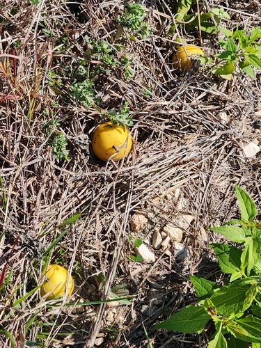 Melaço Doce de Horta