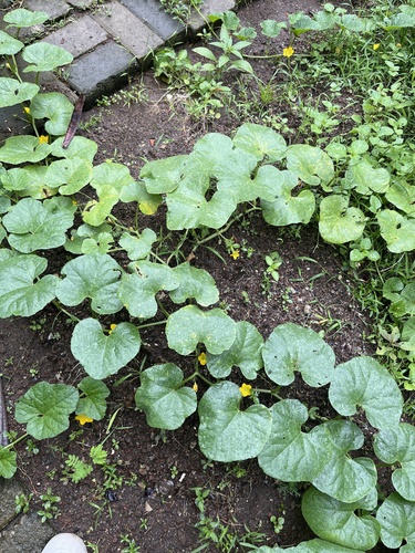 Melaço Doce de Horta