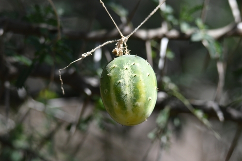Pepino Limão Redondo Amarelo
